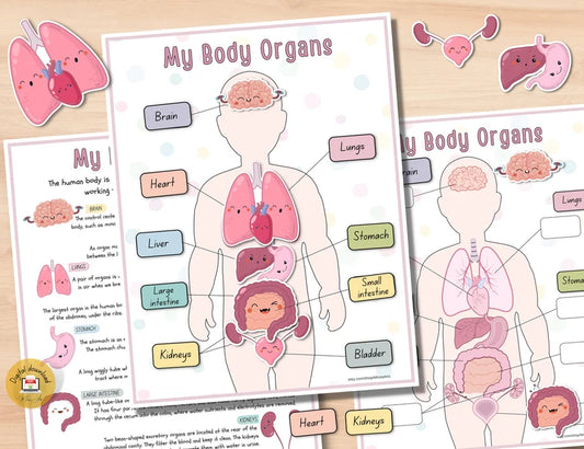 Human Anatomy Busy Book