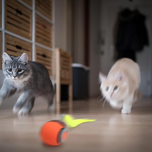 Speedy Cat Tail