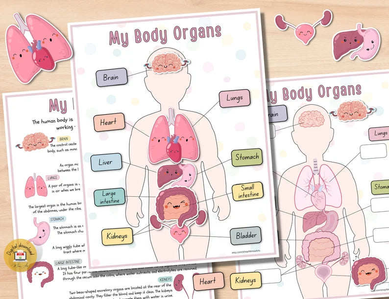 Human Anatomy Busy Book